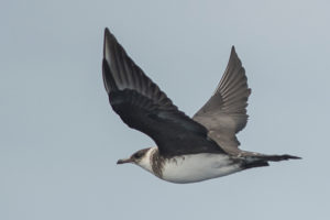 Long-tailed  Jaeger