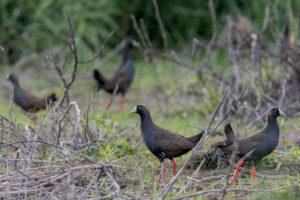 Black-tailed Native Hens