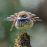 Rufous Fantail