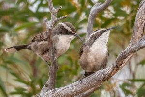 White-browed Babblers