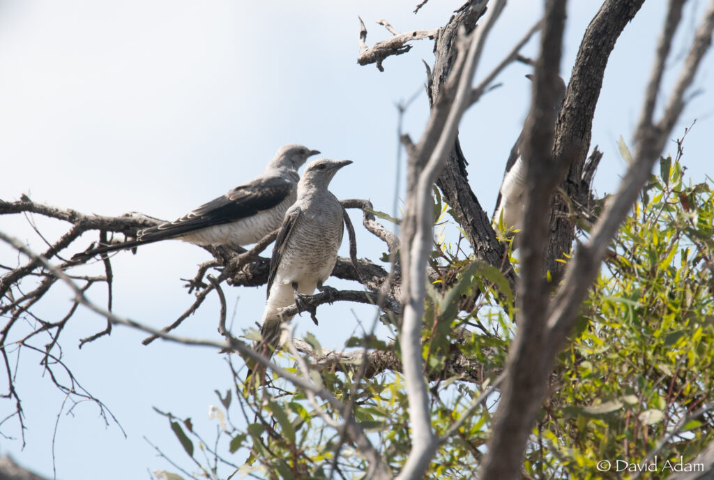 Ground Cuckoo shrike