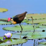 Jacana