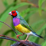 Gouldian Finch