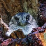 Owlet nightjar