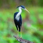 Pied Heron