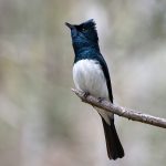 Satin Flycatcher