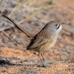 Striated Grasswren-4844
