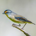 Striated Pardalote