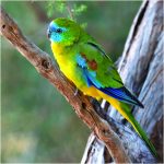 Turquoise Parrot