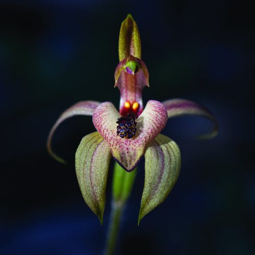 Caladenia cardiochila