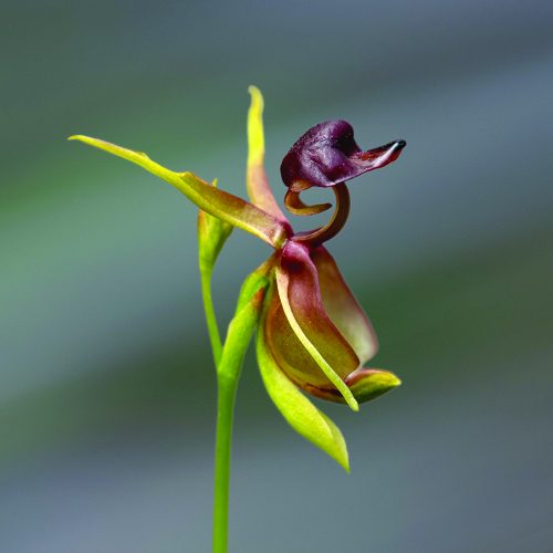 Duck_Orchid