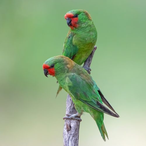 Little_Lorikeets
