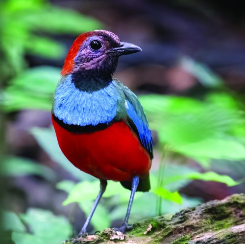 Papuan_Pitta