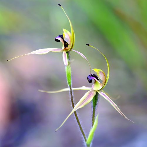 Plain_Lip_Spider_Orchid