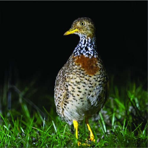 Plains_Wanderer