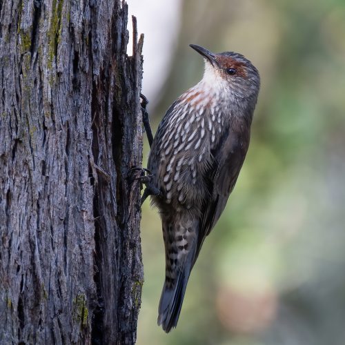 Red-browed Treecreeper