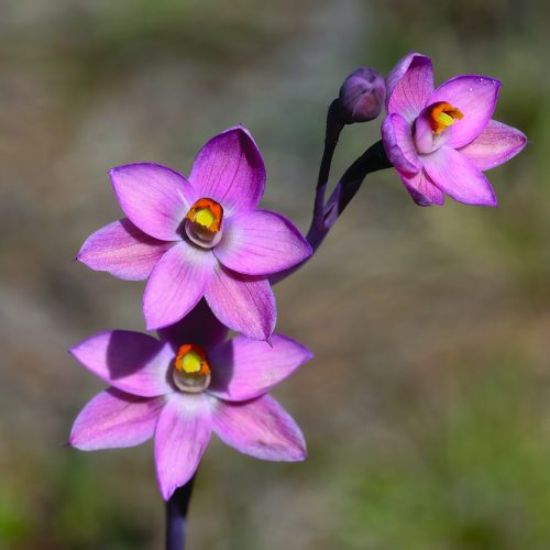 Salmon_Sun_Orchid