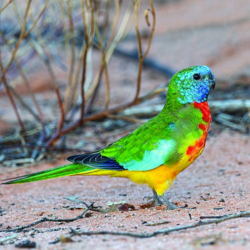 Scarlet-chested-Parrot