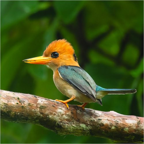 Yellow_Billed_Kingfisher